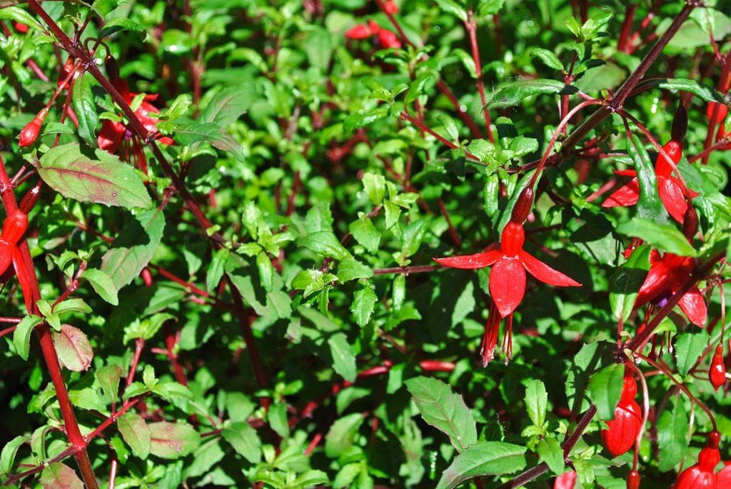 Fuchsie-2 Scharlach Fuchsie, Fuchsia magellanica riccartonii