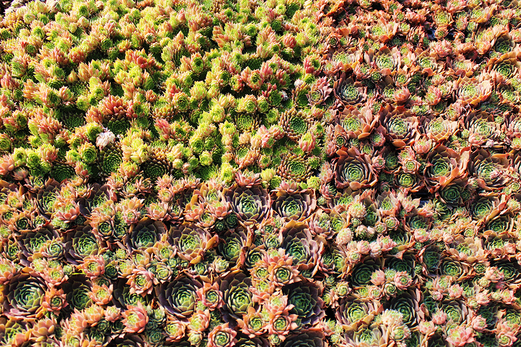 IMG_0039-Semper-vivumhLpuaBGA0TATy Dachwurz, Sempervivum in Sorten