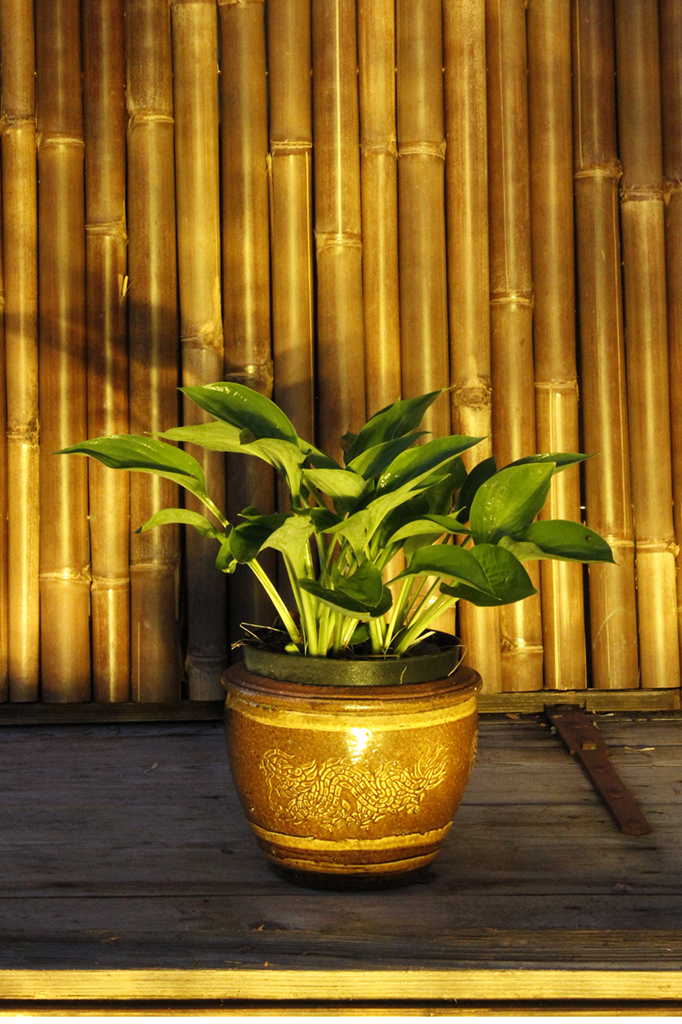 _MG_0040wEhFyJ3LajDCO Hyazinthen-Funkie - Hosta fortunei Hyacinthina