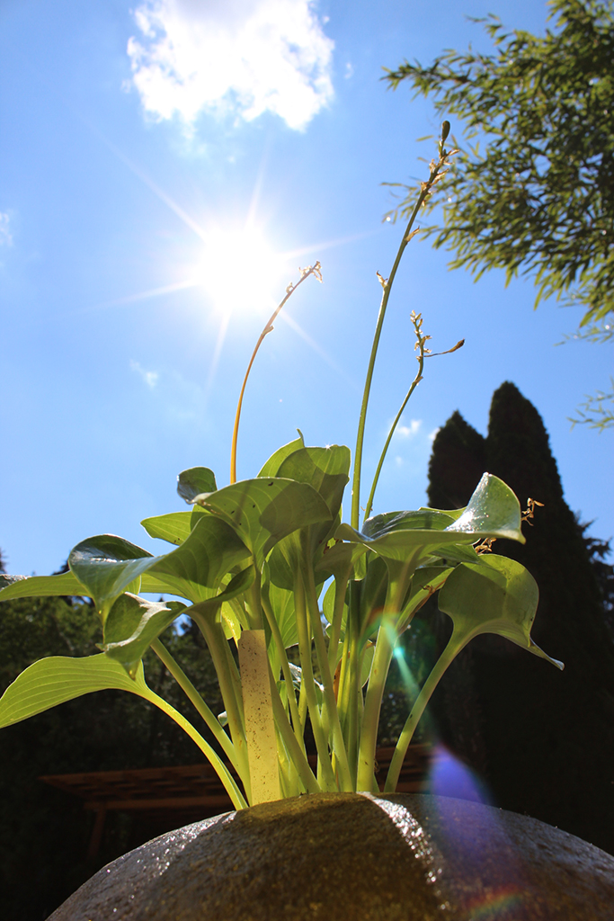 IMG_0031 Blaugrüne Zwergfunkie, Hosta tokudama Blue Cadet