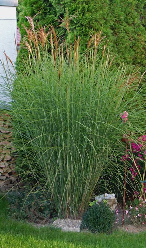 miscanthus-sinensis-gracillimus-stachschweingras-bambuswald4 Chinaschilf Eulalia, Miscanthus sinensis gracillimus