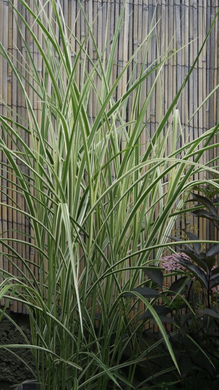 Miscanthus-sinensis-variegata Weißbuntes Chinaschilf, Miscanthus sinensis Variegatus