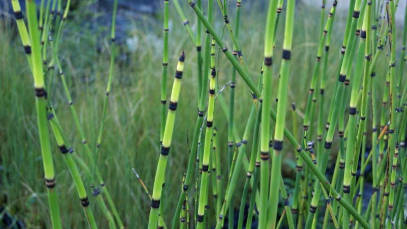 schachtelhalmbambuswald01 Riesenschachtelhalm, Equisetum hyemale var. robustum
