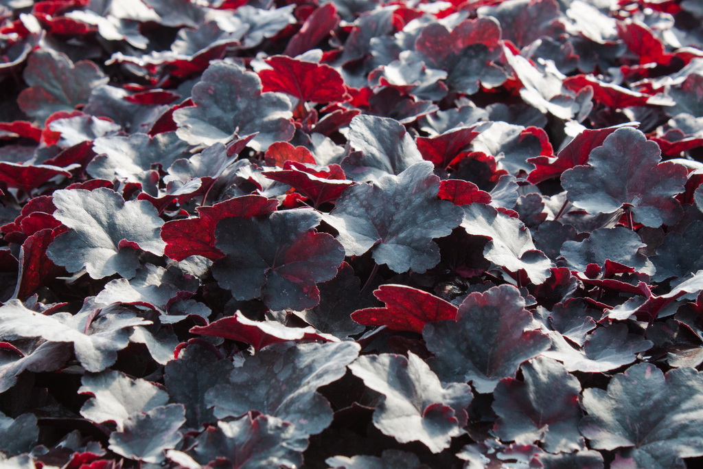 Midnight-Rose_Bildgr-sse-ndern Purpurglöckchen, Heuchera micrantha Midnight Rose