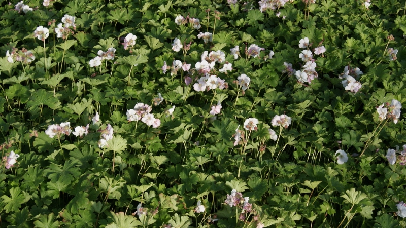 Storchenschnabel, Geranium in Sorten