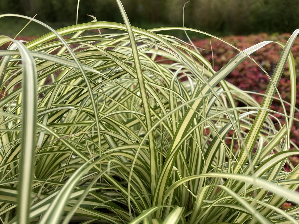 Gelbgrüne Garten-Segge, Carex oshimensis Evergold