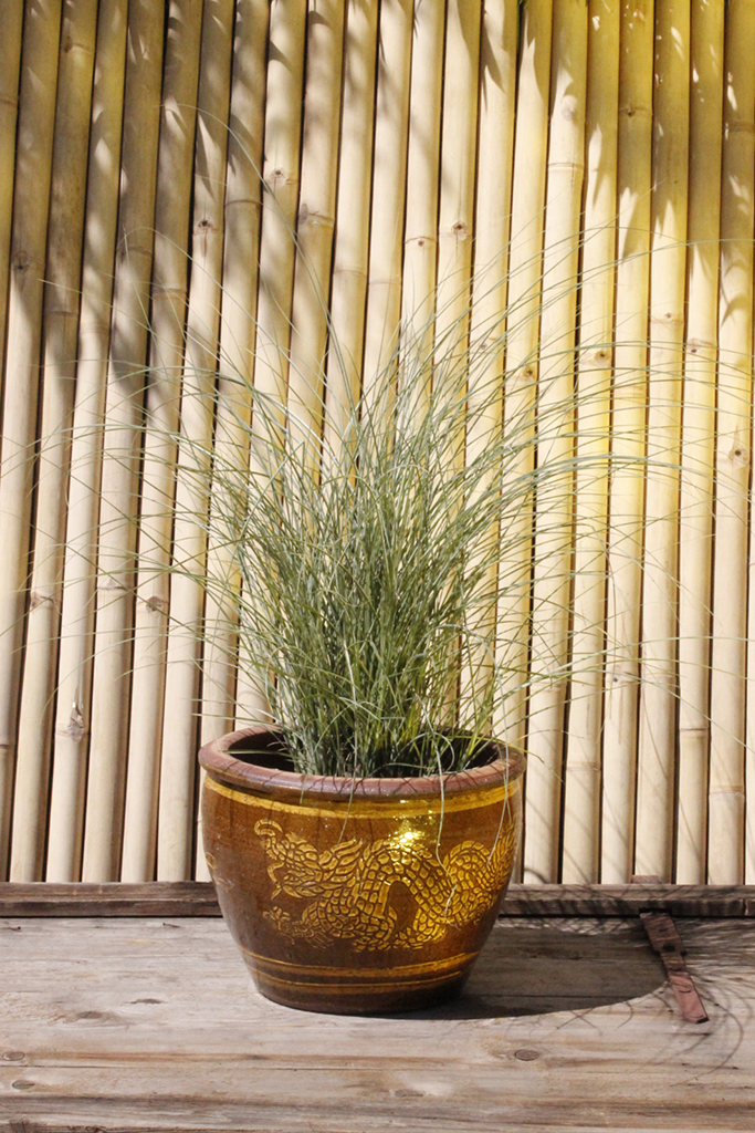 _MG_0001 Chinaschilf, Miscanthus sinensis Morning Light