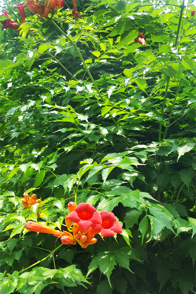 Camp1 Trompetenblume - Campsis radicans