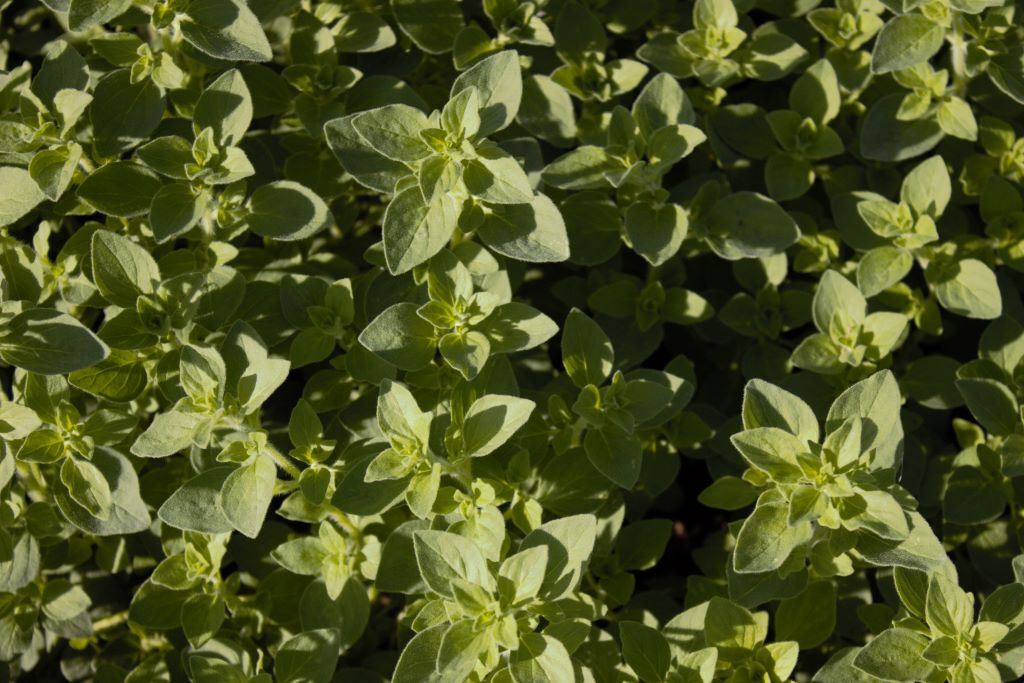 Origanum Wilder Oregano, Origanum vulgare