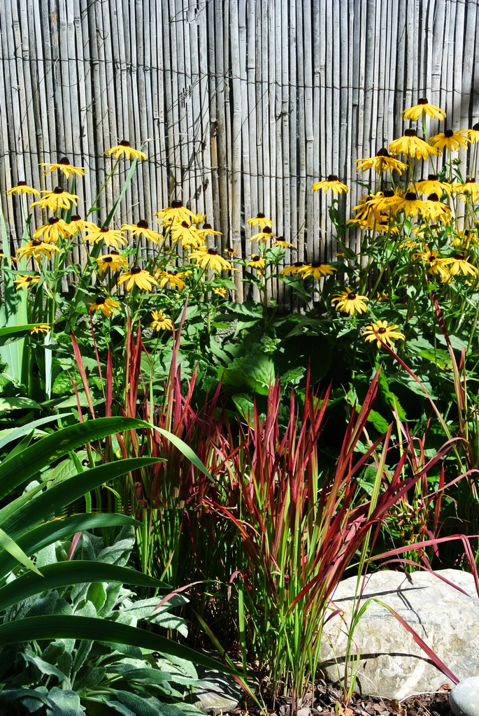 Imperata Japanisches Blutgras, Imperata cylindrica Red Baron