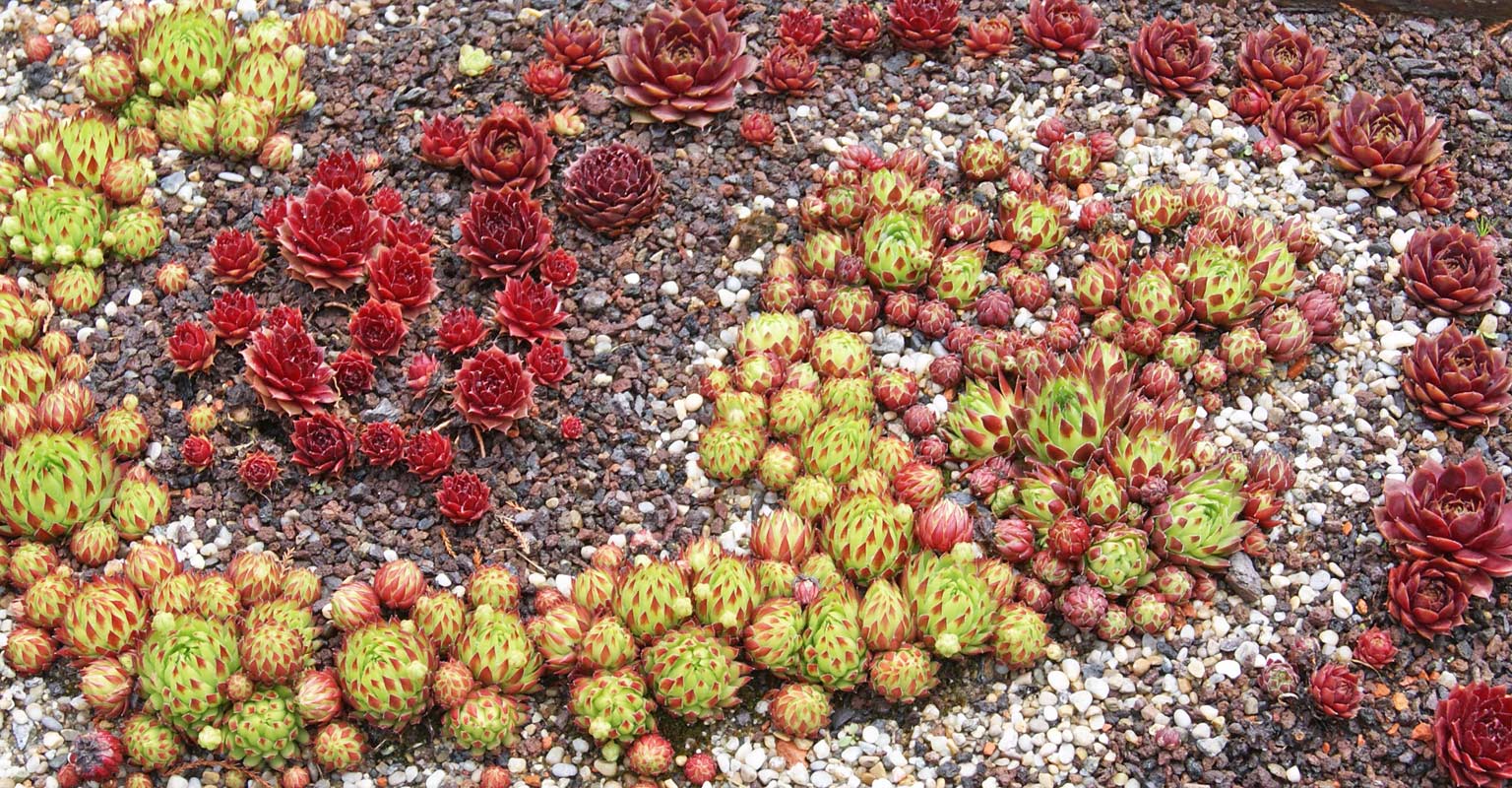 sempervivum-montana-bambuswald2 Dachwurz, Sempervivum in Sorten