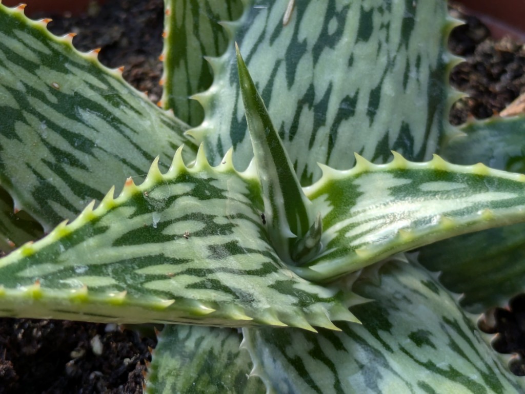 Aloe-Somaliensis2 Marmorierte Aloe, Aloe somaliensis