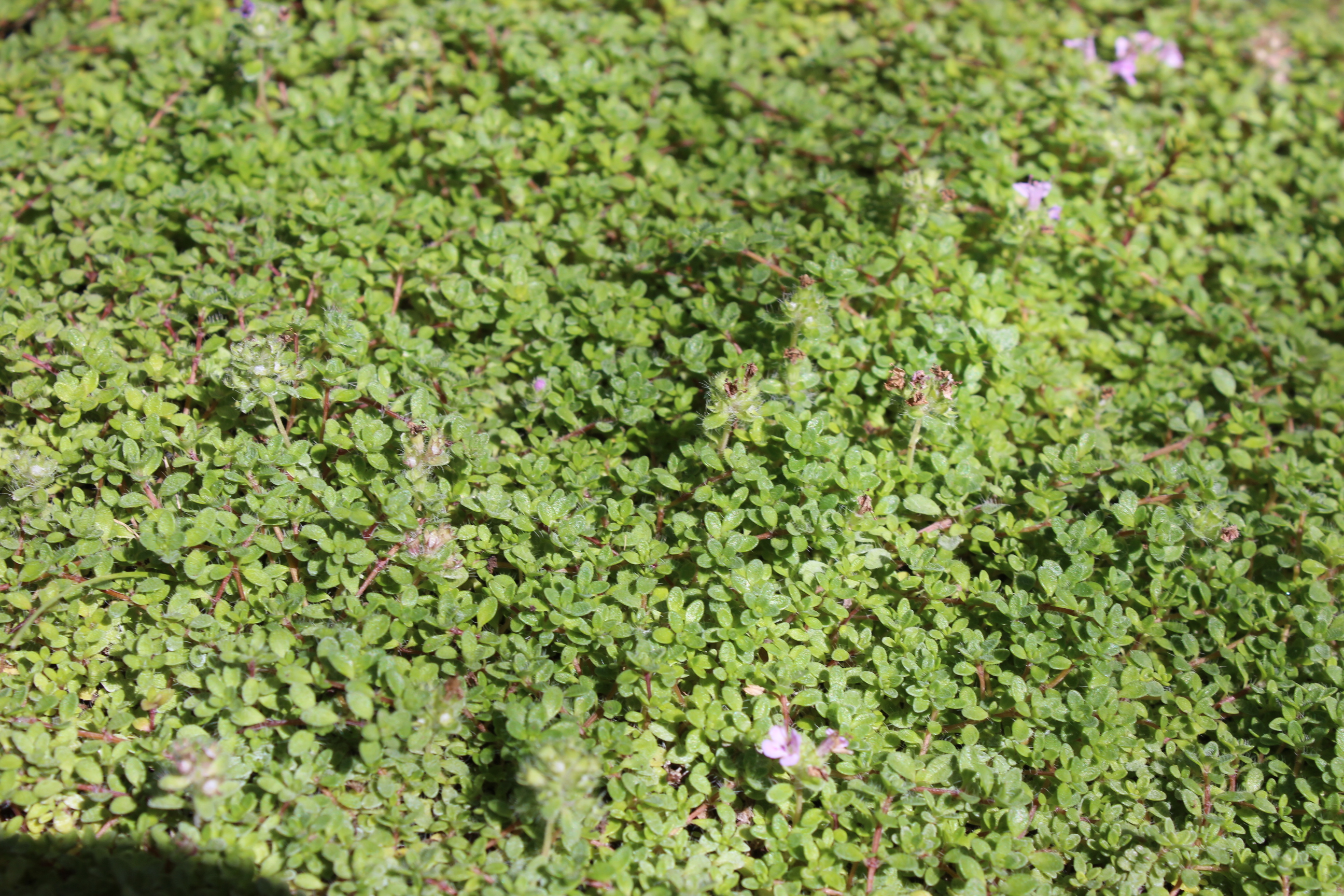 Thymus-Praecox-neu Thymus praecox minor - Bodendecker Thymian