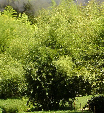 phyllostachys-decora-bamuswald-1 Schöner Bambus, Phyllostachys rubromarginata