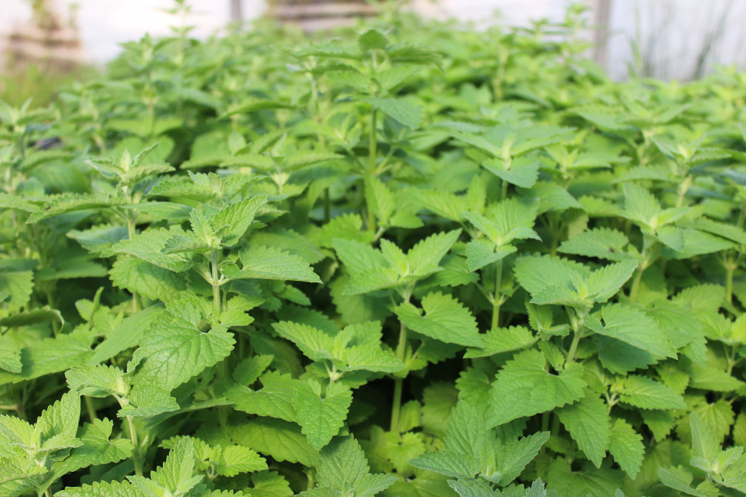 Zitronen-Katzenminze - Nepeta cataria citriodora