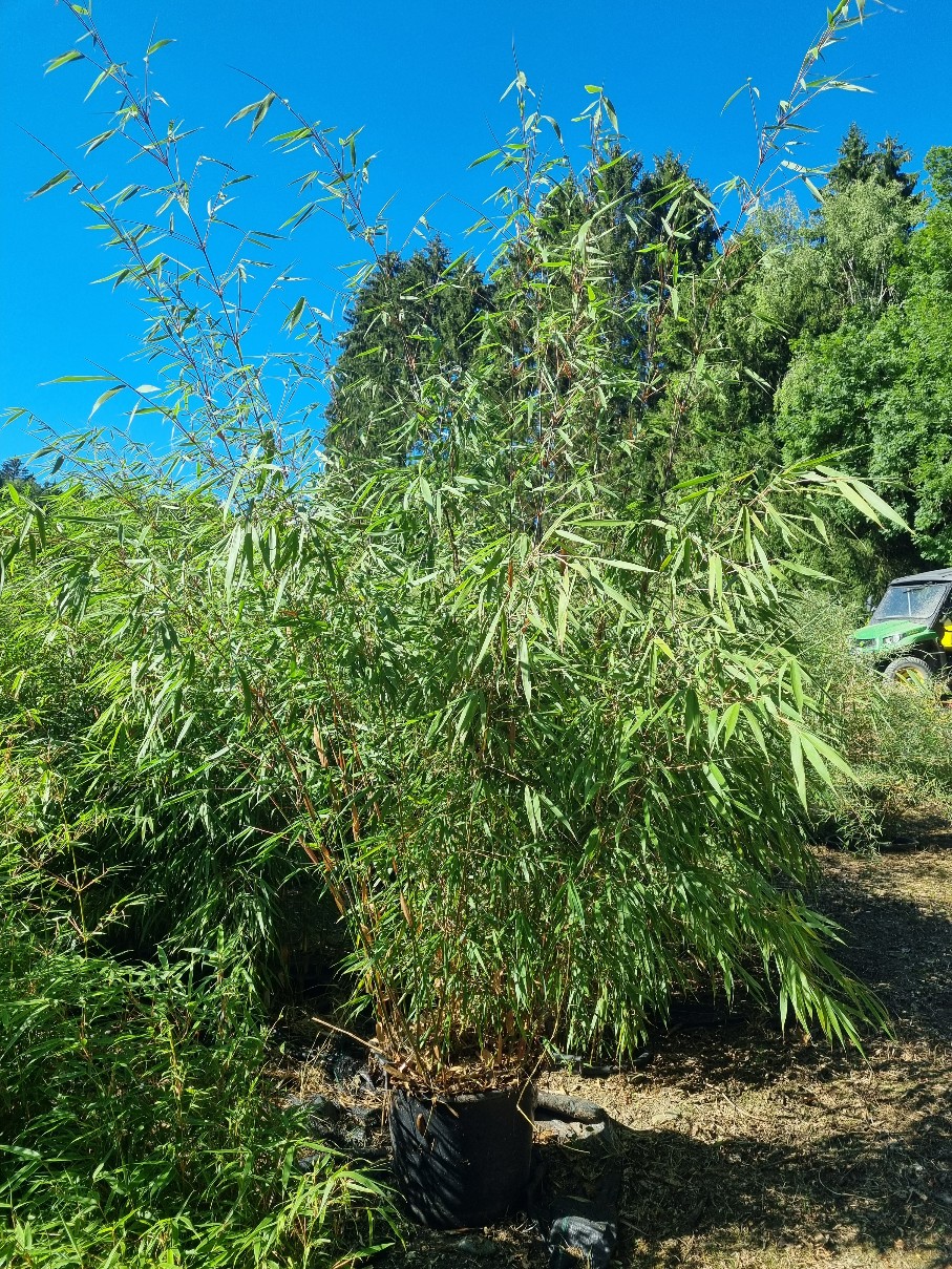 Scabrida Gartenbambus Fargesia scabrida