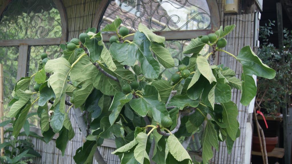 ficus-carica-feige-mediterrane Ficus carica, winterharte Feige