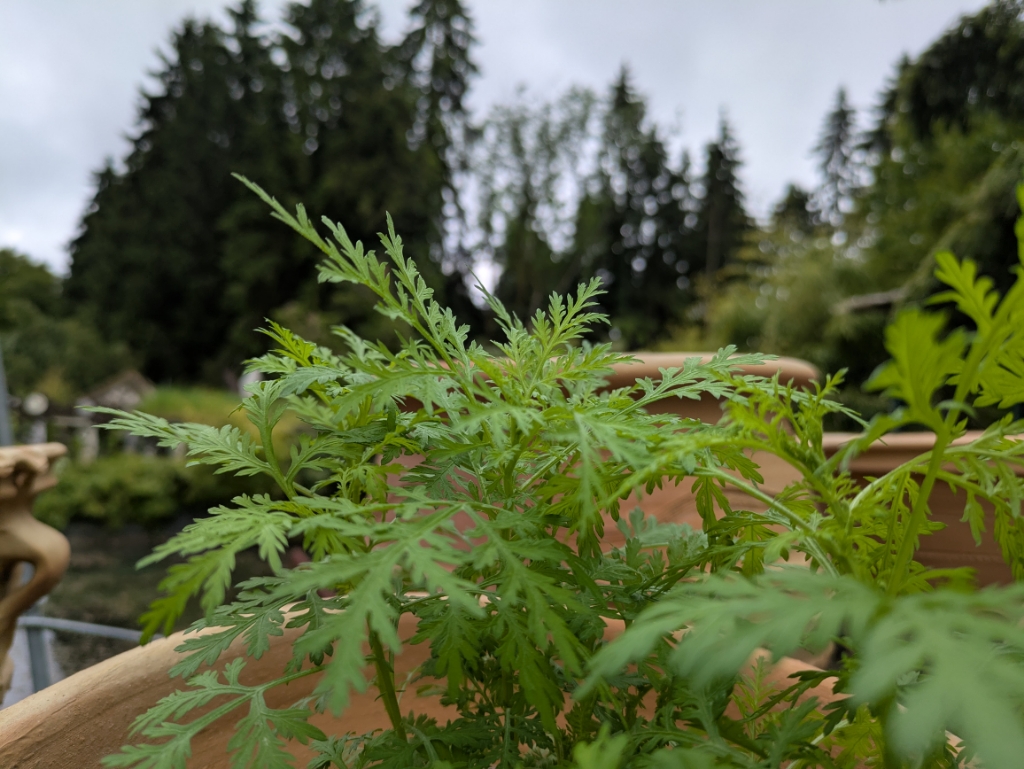 Einjähriger Beifuß, Artemisia annua