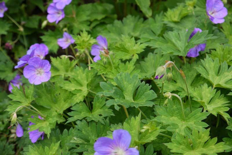 Storchenschnabel, Geranium in Sorten