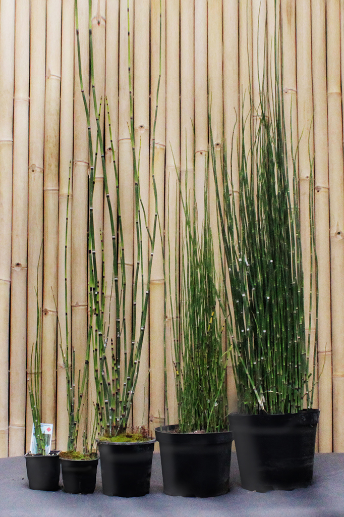 Schachtelhalm-5er-14mcHL7shvFaHc Riesenschachtelhalm, Equisetum hyemale var. robustum