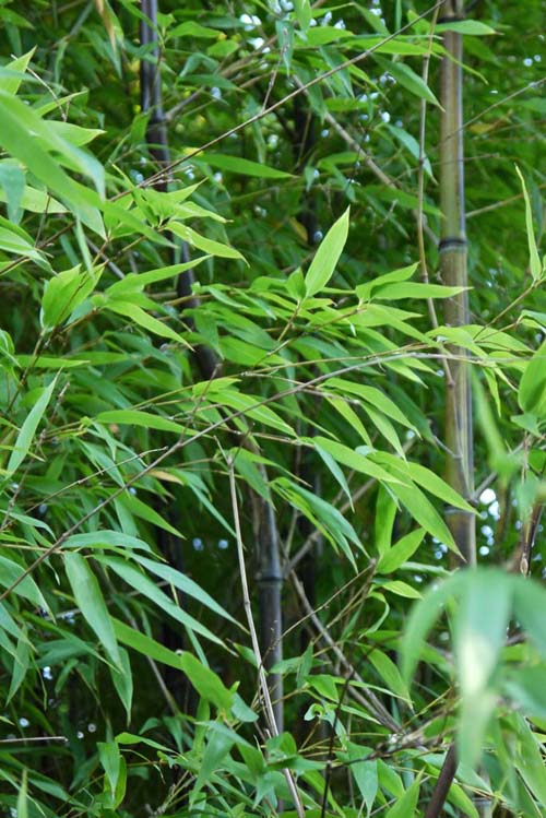 phyllostachys-nigra-hecke-2012-09-wieder-gruen0750e6dd3bc226c50fbed3272e0e