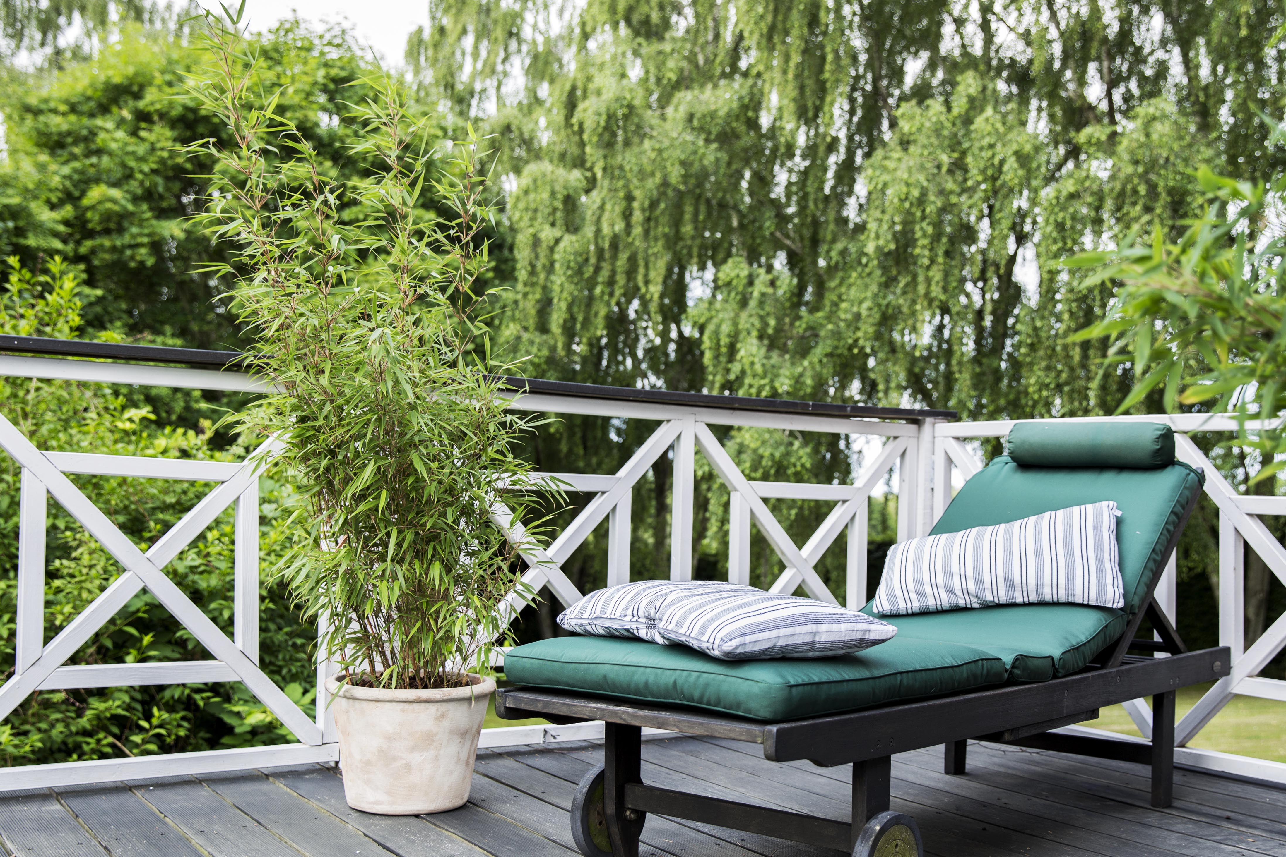 rufa-6 Universaler Gartenbambus Fargesia rufa