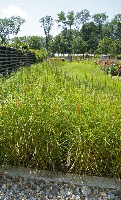 miscanthus-gracillimus-bambuswald Chinaschilf Eulalia, Miscanthus sinensis gracillimus