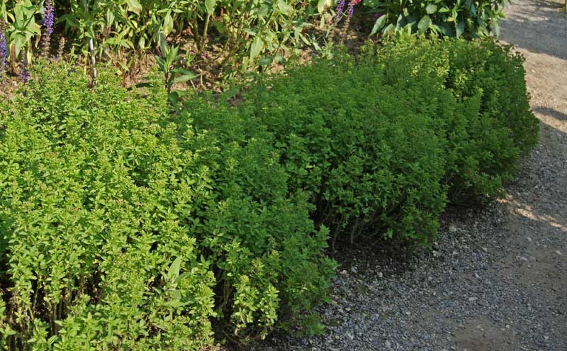 origanum-vulgare-origanum-bambuswald3 Wilder Oregano, Origanum vulgare