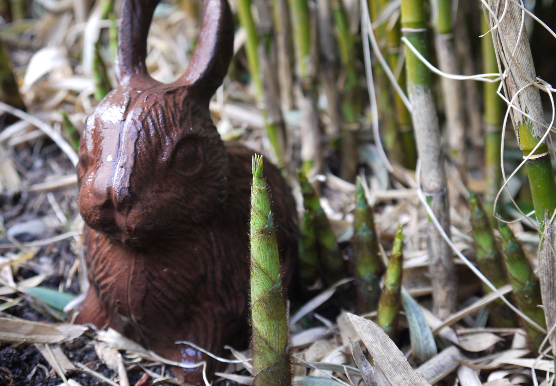 fargesia-robusta-treibt-aus-bambuswald-2012