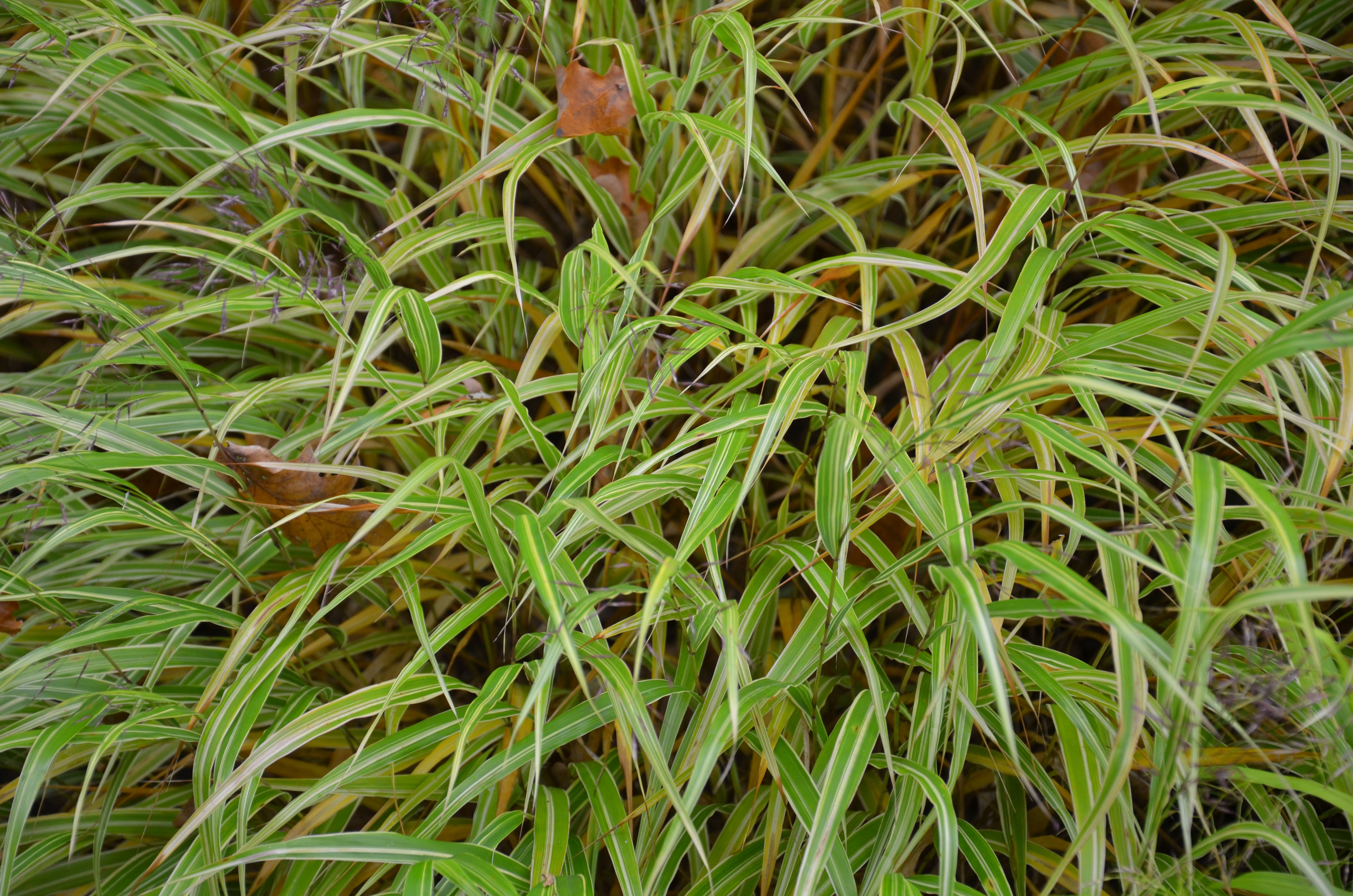hmmalbostriata4 Japangras, Hakonechloa macra in Sorten