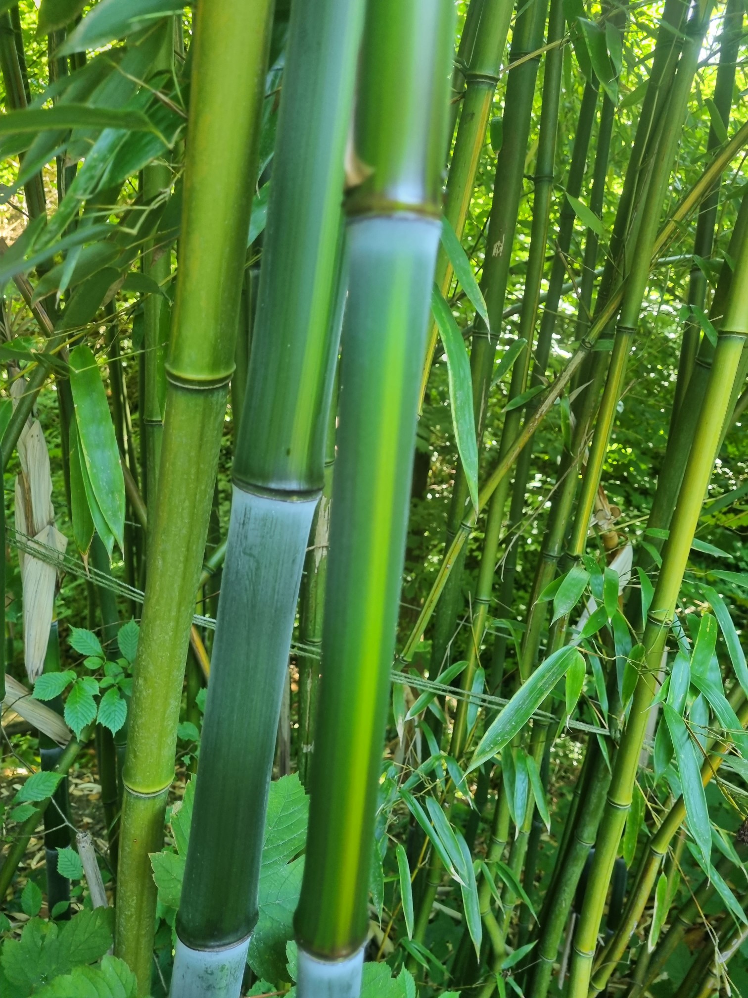 Rauher Gelbrinnenbambus, Phyllostachys aureosulcata McClure
