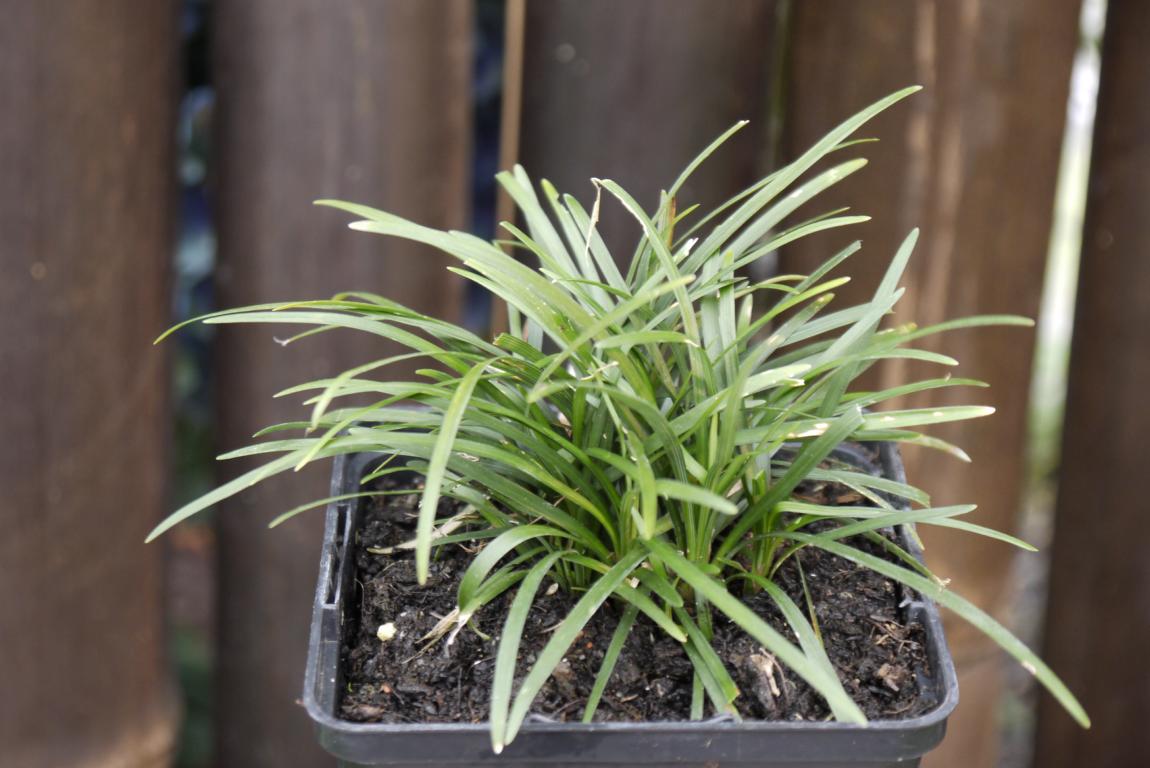 Grüner Schlangenbart, Ophiopogon japonicus