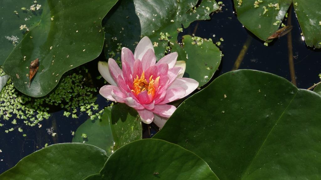 nymphaea-rosa Nymphaea x cult.Marliacea Rosea, rosa Seerose