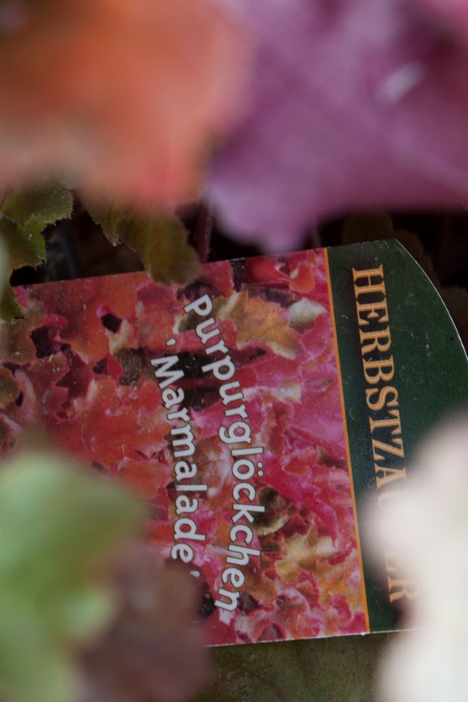 _MG_0570-282-Andere Purpurglöckchen, Heuchera Marmalade