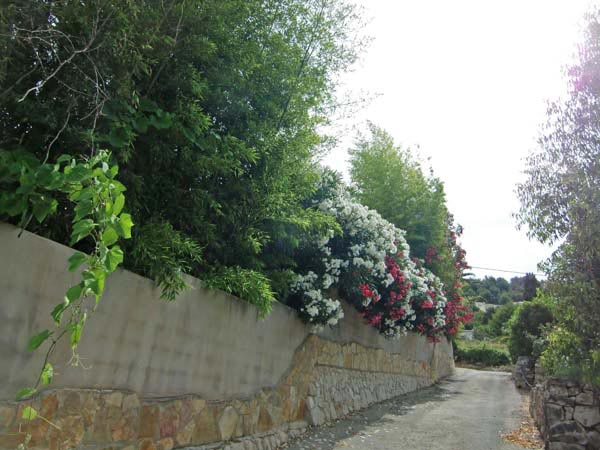 oleander-hecke-spanien2bambuswald03 Oleander, Nerium oleander