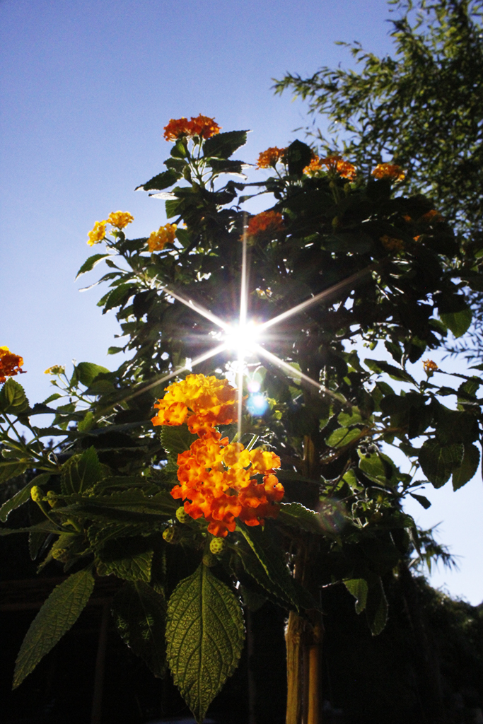 _MG_0064 Wandelröschen, Lantana camara