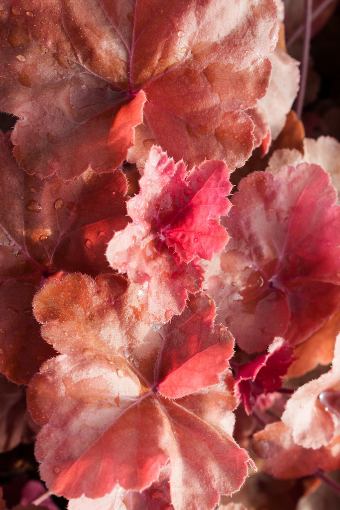 Timeless-Orange_Bildgr-sse-ndern Purpurglöckchen, Heuchera Timeless Orange