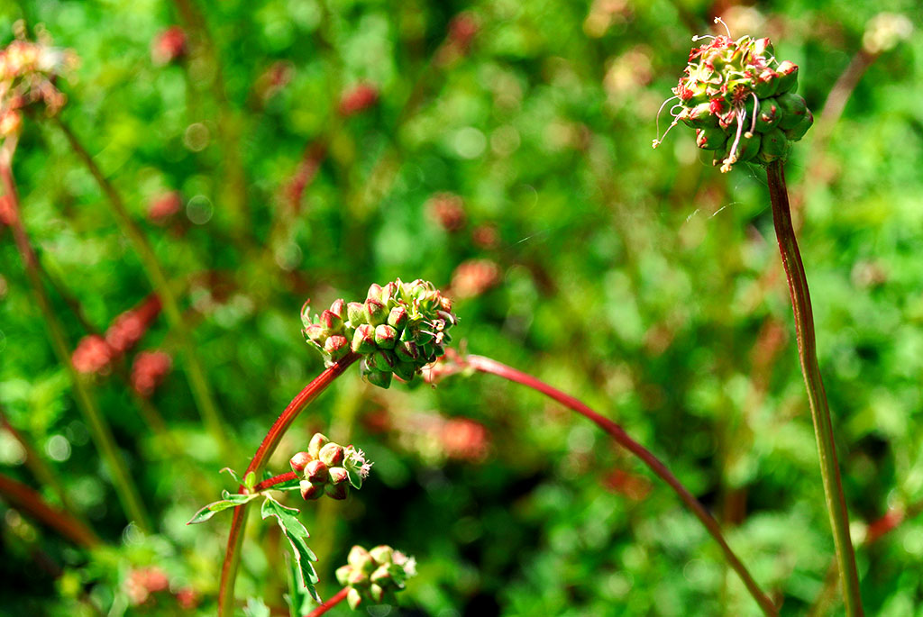 pimpinelle Pimpinelle, Sanguisorba minor