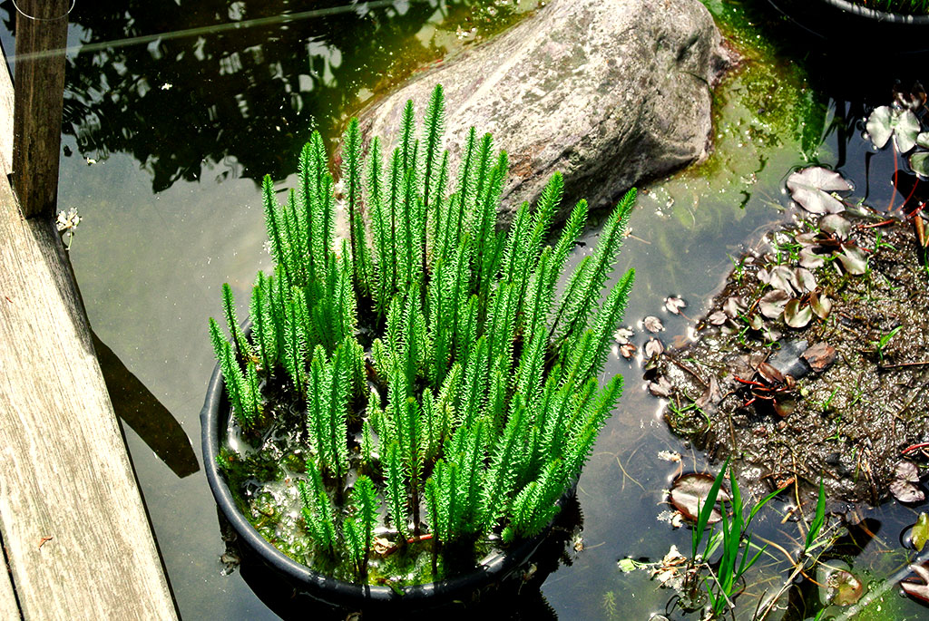 hippuris Hippuris vulgaris, Tannenwedel