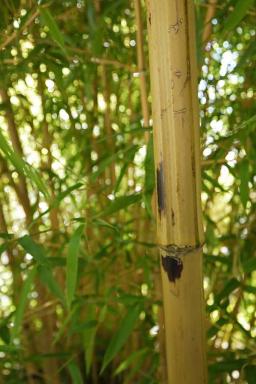 phyllostachys-vivax-aureocaulis-2012-0250eff83688caf50fc0af25644d