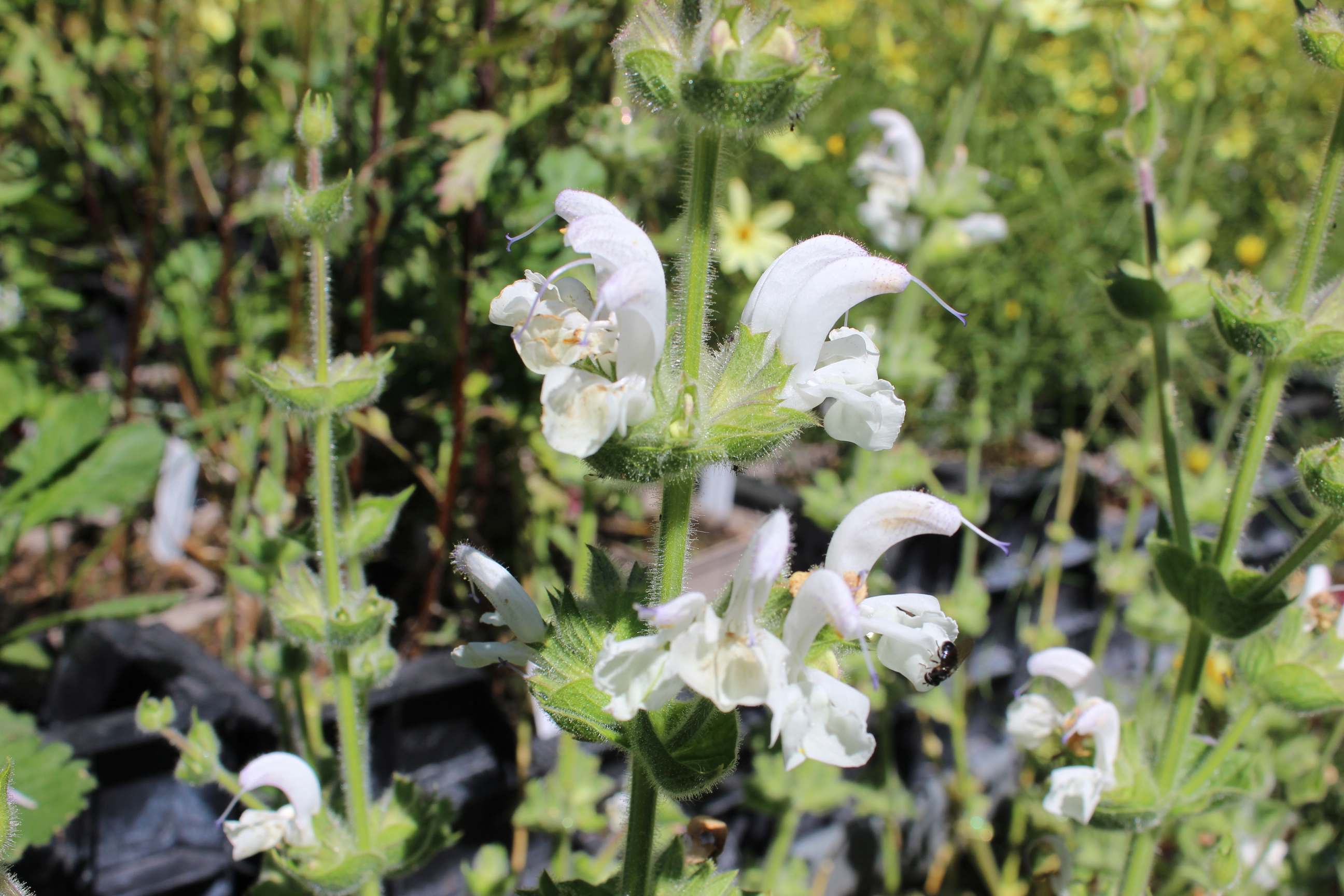 Salvia-argentea-staude-bambus Silberblatt-Salbei - Salvia argentea