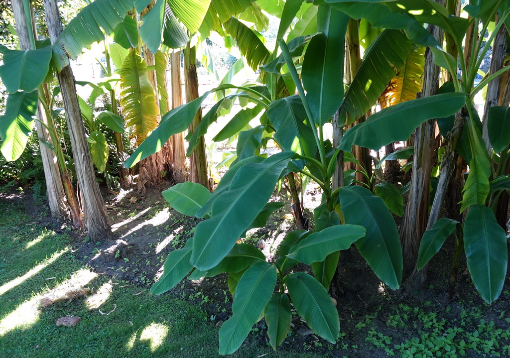 Musa-basjoo Japanische Faserbanane Musa Basjoo