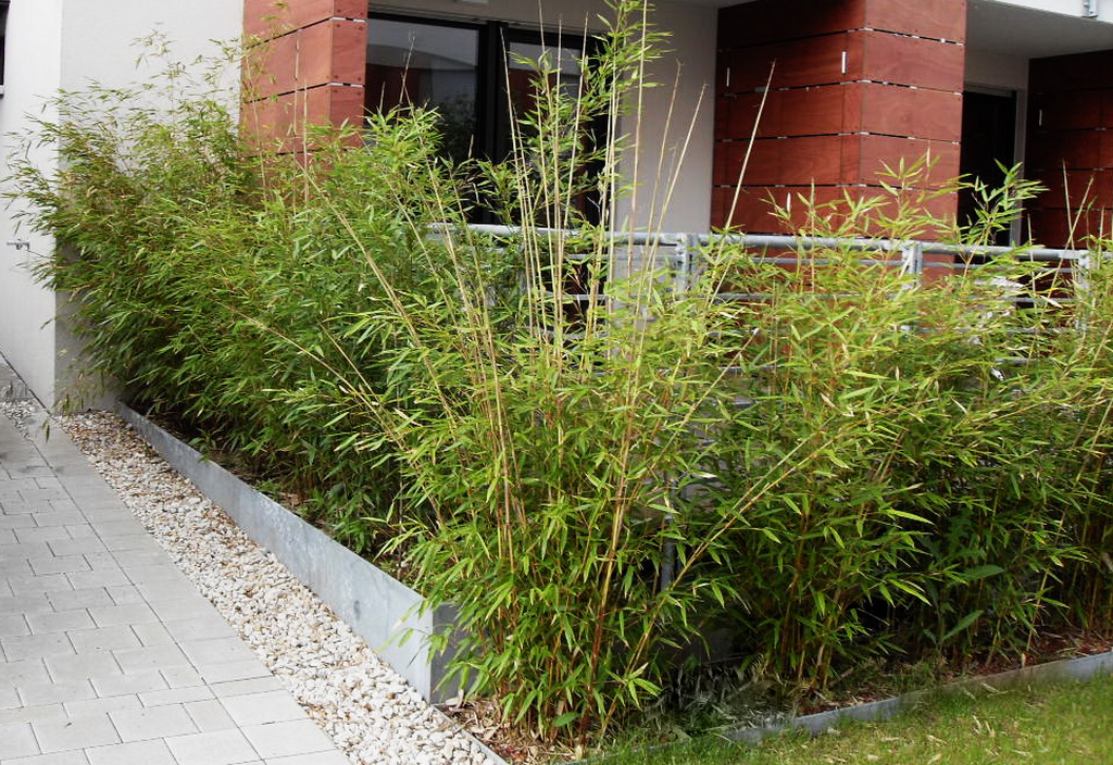 Phyllostachys-aureosulcata-aureocaulis Goldener Peking Bambus, Phyllostachys aureosulcata Aureocaulis