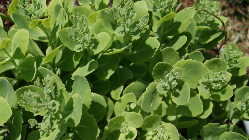 sedum-telefium Hohes Fettblatt Herbstfreude- Hylotelephium Herbstfreude