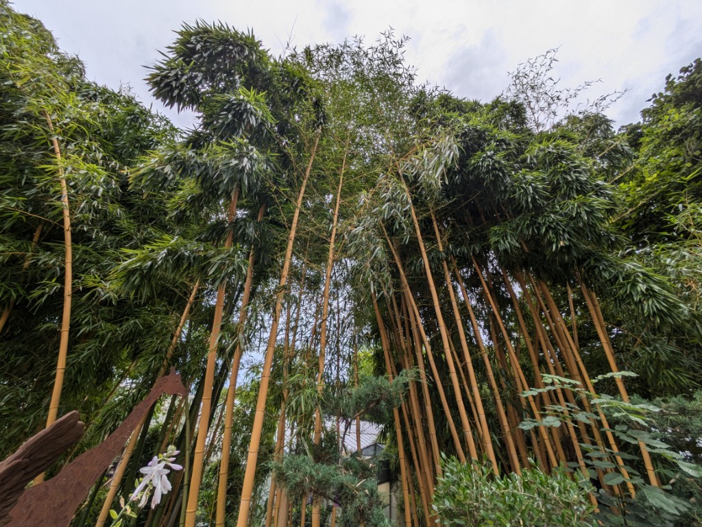 Viax-aureos Zauber Bambus, Phyllostachys vivax Aureocaulis