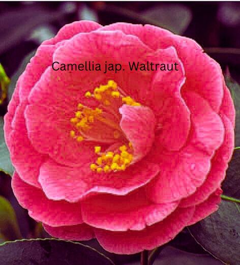 Camellia japonica rot, Kamelien mit roten Blüten 