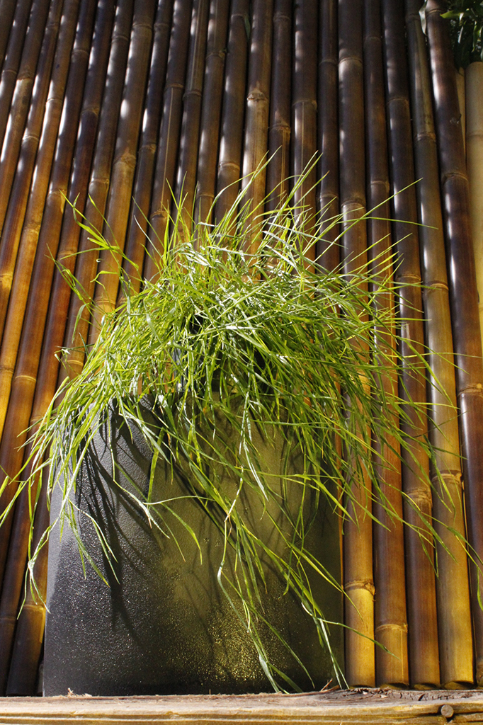 Hänge-Bambus, Agrostis stolonifera