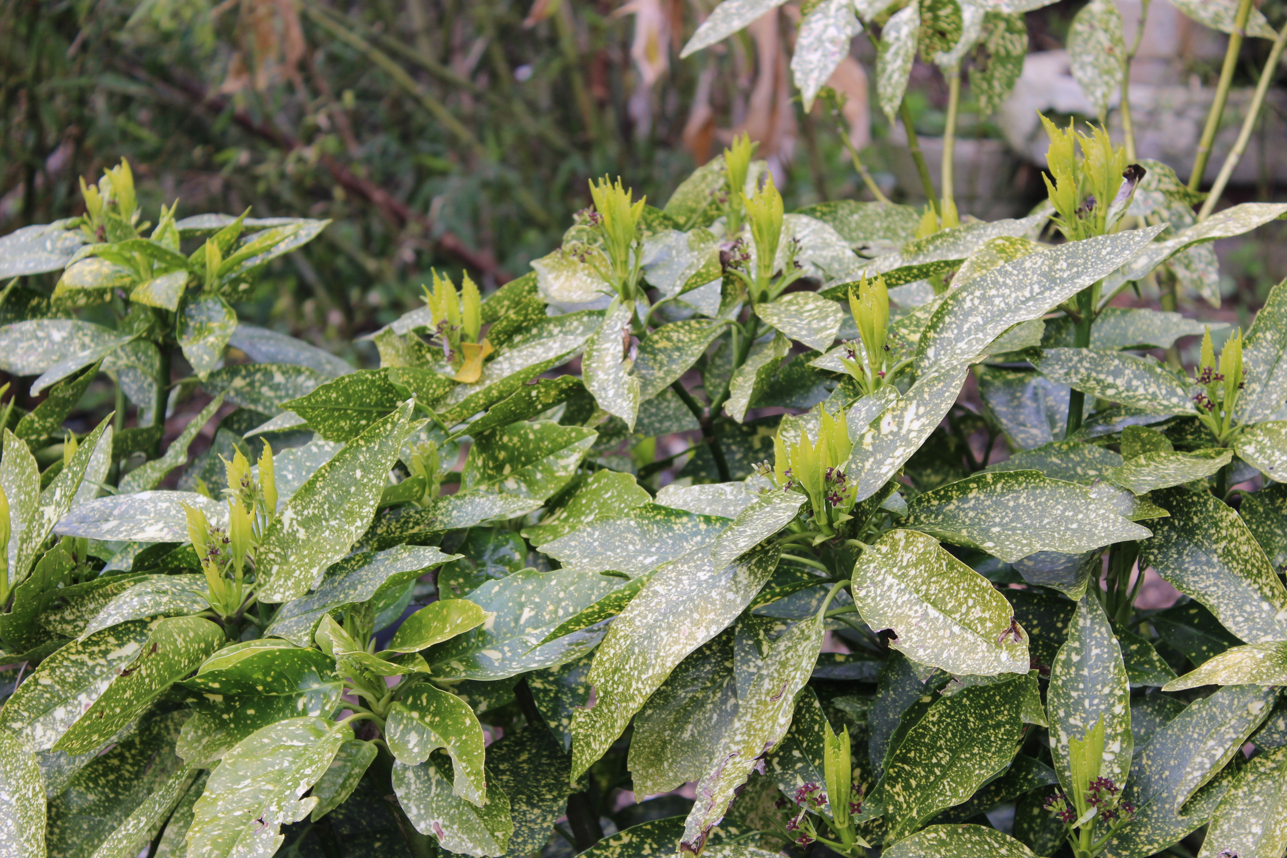 Aucube Japanische Aukube - Aucuba japonica