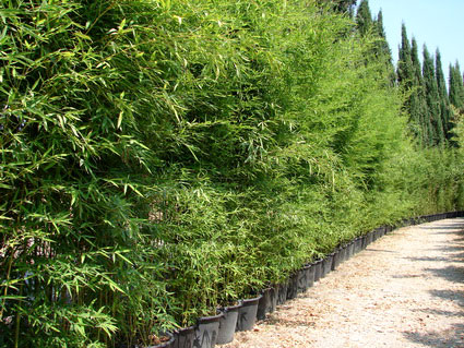 phyllostachys-aurea-bambuswald-8 Goldrohr Bambus, Phyllostachys aurea