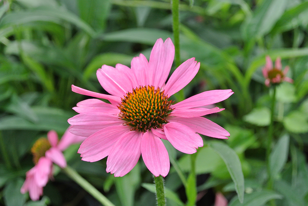 Echinacea-Pink-Passion Sonnenhut, Echinacea purpurea in Sorten
